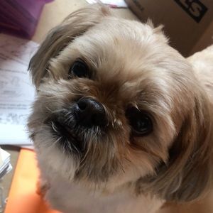 Meet your Posher, Amy